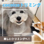 cocoicoトリミングってどんなところ？